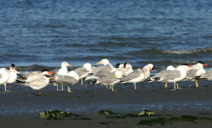 Caspian Terns and California Gulls